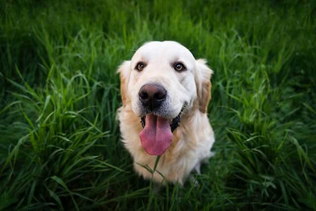 Pourquoi les chiens mangent-ils de l'herbe ?