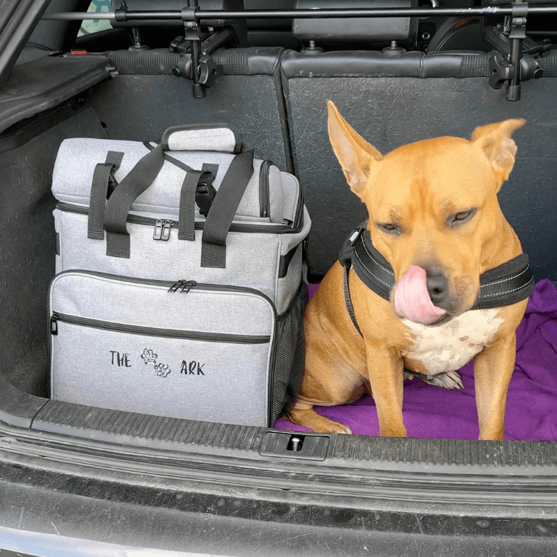 BuddyPack dans le coffre d'une voiture à côté d'un chien